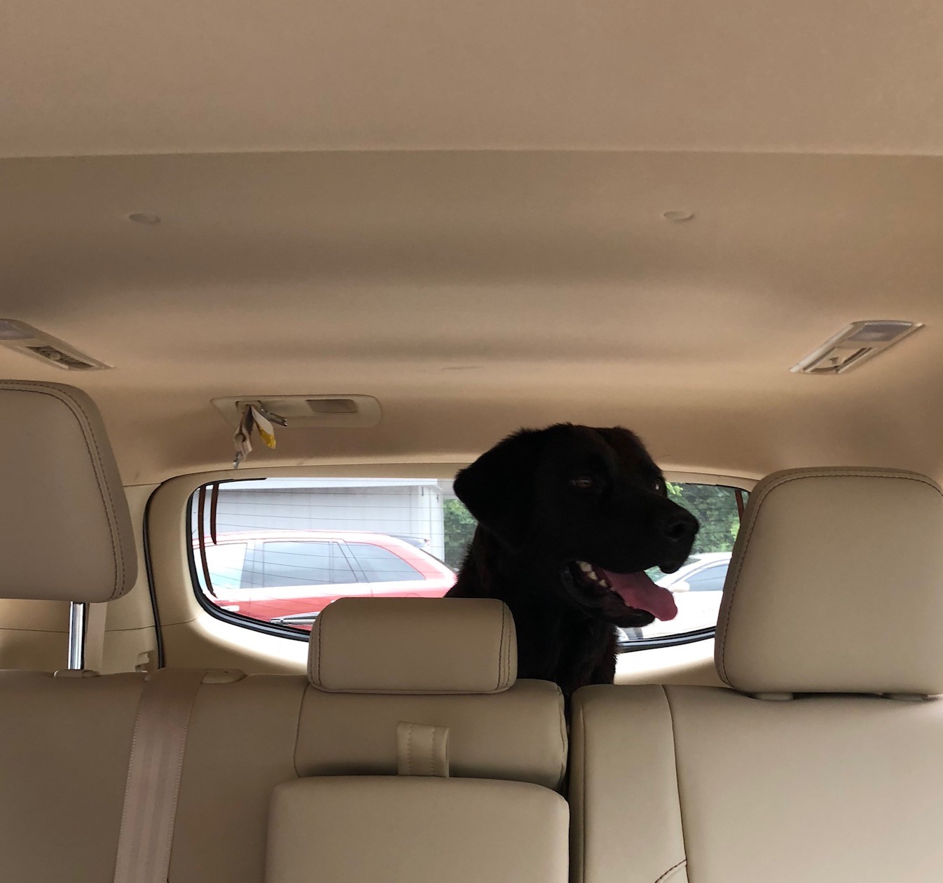 Charlie in car